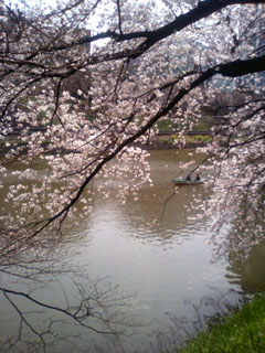sakura